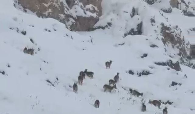Kar üzerinde otlanan dağ keçileri sürü halinde görüntülendi