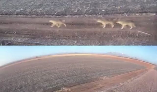 Karaman'da aç kalan kurtlar ovaya indi