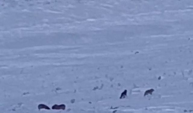 Karayazı'da gündüz vakti kurt saldırısı: Yavru köpek telef oldu