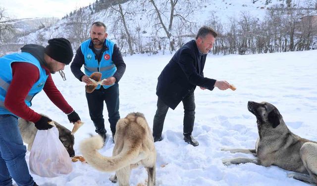 Karla kaplanan orman ve yaylalardaki canlılara şefkat eli