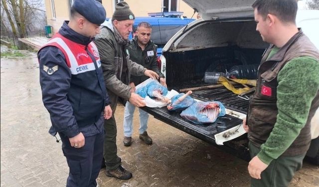 Kırklareli'de yasa dışı karaca avına ağır ceza