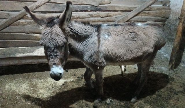 Kırşehirli köylüden vicdanlara dokunan hareket