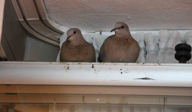 Kışın ortasında balkon camını kapatmıyorlar, nedeni ise çifte kumrular