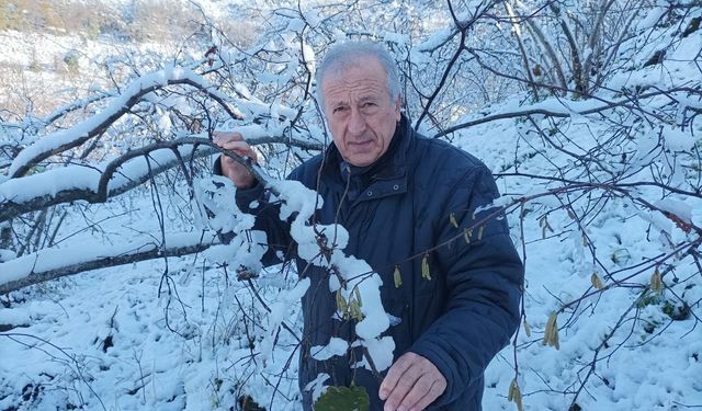 Mevsiminde yağan kar fındık üreticisini sevindirdi