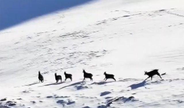 Munzur'un beyaz zirvesinde şamualar görüntülendi