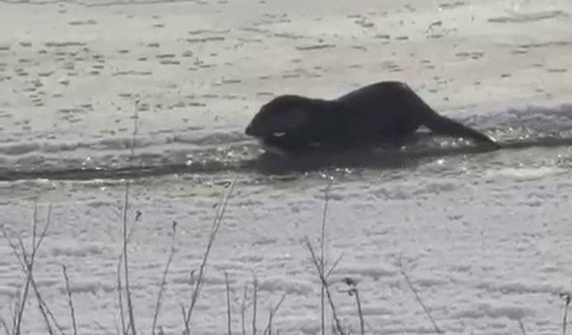 Murat Nehri'nde su samurları görüntülendi