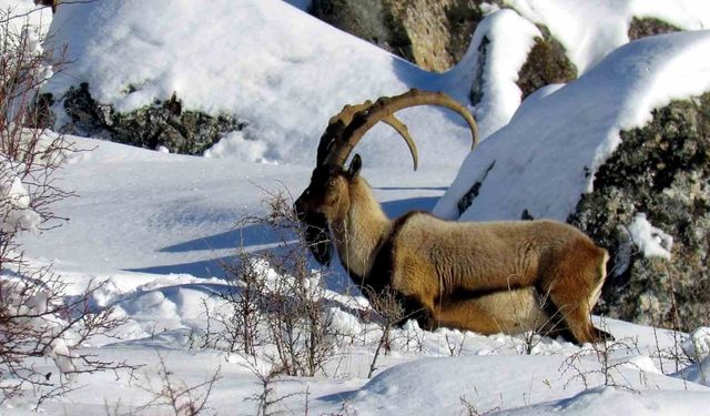 Niğde'de yaban keçisi sayısı artış gösterdi