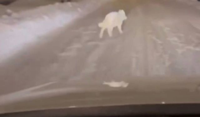 Patnos ilçe merkezinde kurt görüldü