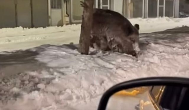 Patnos ilçe merkezinde yaban domuzu görüldü