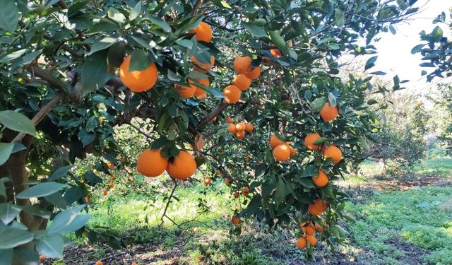 Portakal çalarken suçüstü yakalanan 5 şahıs yakalandı