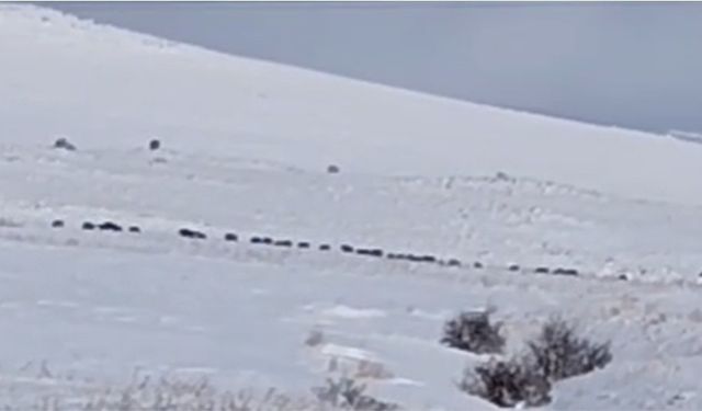 Tatvan kırsalında domuz sürüsü görüntülendi