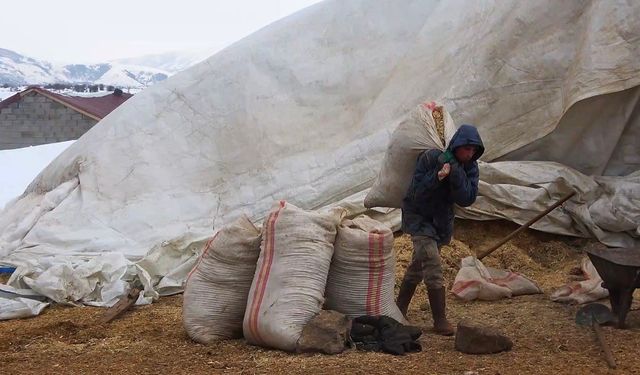 Tatvan'da yayladan besiye dönüş