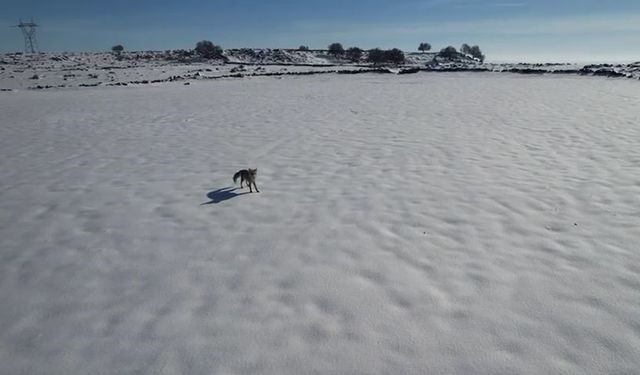 Tilki ile dronun eğlenceli mücadelesi kameraya yansıdı