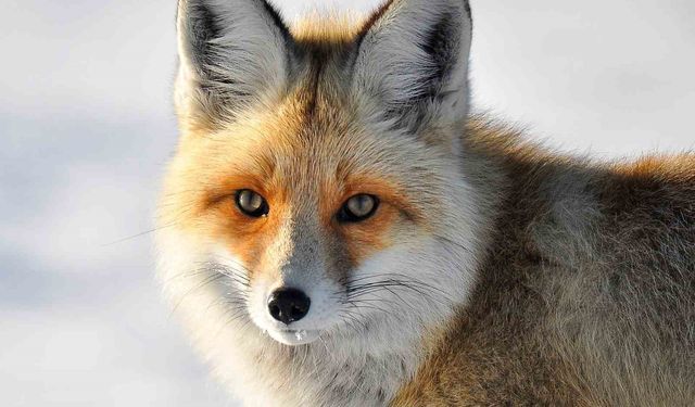 Yaban hayvanlarının yerleşim yerlerine inmesi endişelendiriyor