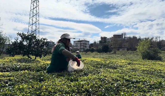 Çay üreticileri yeni sezona hazırlanıyor