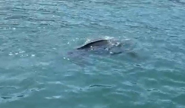 Rize'de nadir görülen deniz kaplumbağası balıkçının kamerasına yansıdı