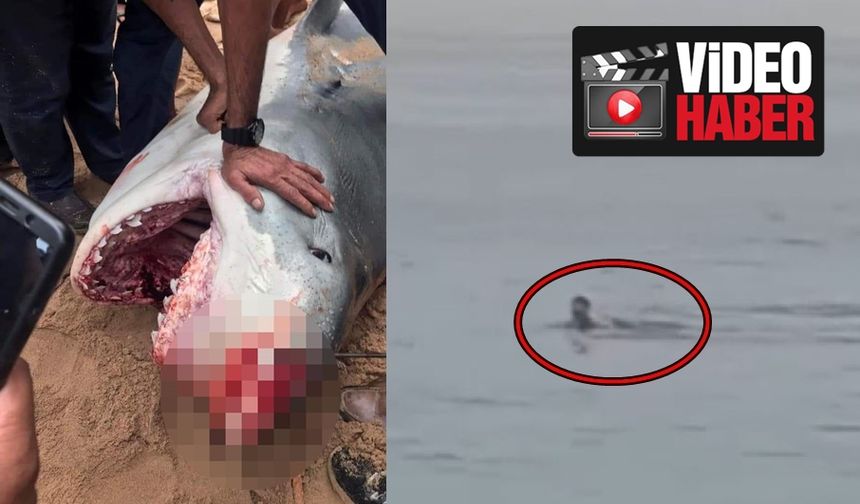 Plajda Köpekbalığı Saldırısı Şoku Yaşandı. Rus Turist Hayatını Kaybetti