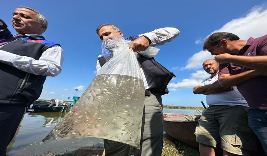 Samsun'da Baraj ve Göllere 3 Milyon 200 Bin Sazan Yavrusu Bırakıldı