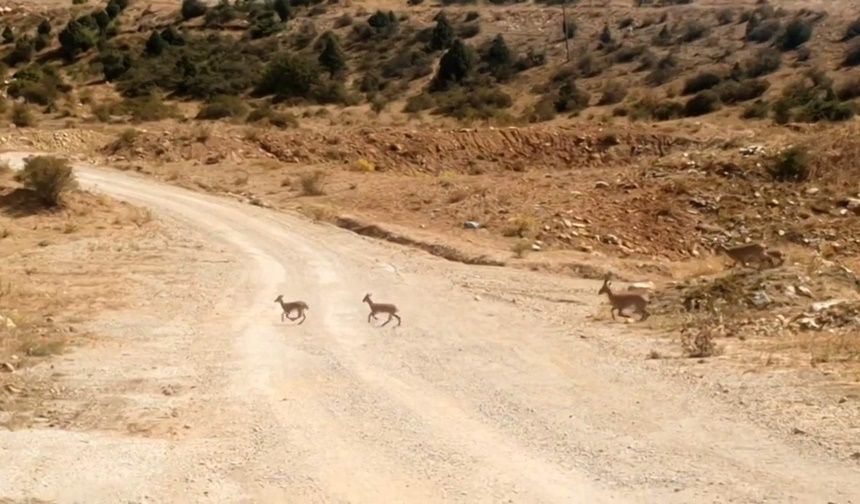 Yaban Keçileri Gümüşhane'nin Doğal Güzelliğine Renk Kattı