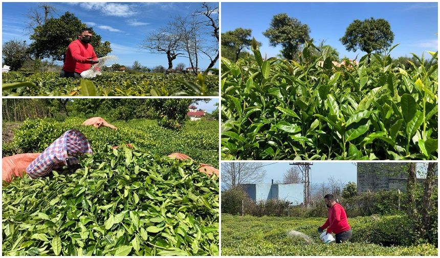 Rize’de 2024 Yılı Yaş Çay Sezonu için Hazırlıklar Sürüyor