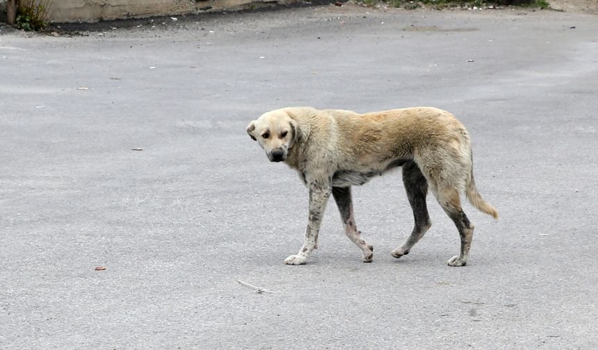 Rize'de Sahipsiz Köpeğin Saldırdığı Çocuk Yaralandı