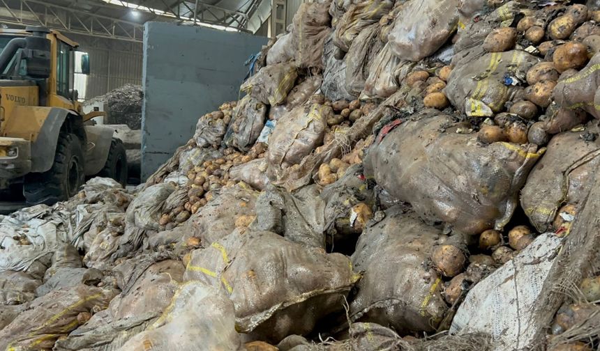 Tunus'tan iade edilen 2 bin 500 ton patates, Mersin'de imha ediliyor