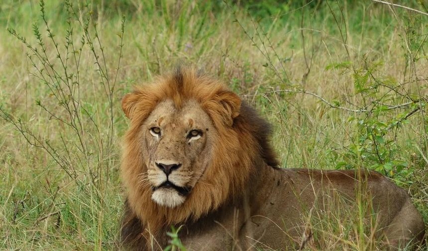 Zimbabve'de aslanların yaşadığı parkta kaybolan çocuk 5 gün sonra kurtarıldı