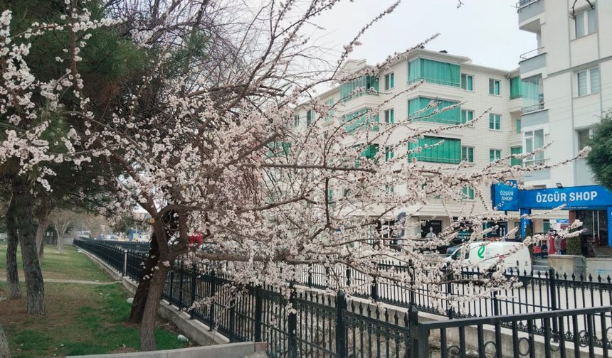 Kiraz ağaçlarının çiçek açtığı ilçede, yüksek kesimlere kar yağdı