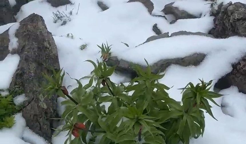 7 kilometre yürüyüp çıktığı yaylada kar altındaki ters laleleri görüntüledi