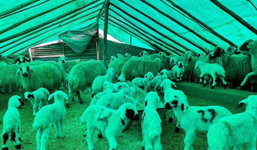 Çemişgezek'te ‘şap’ karantinası