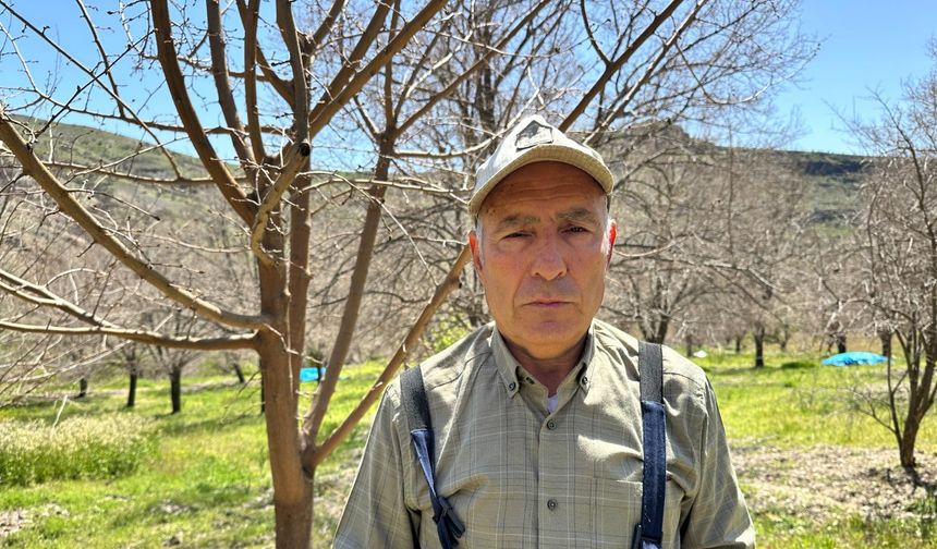 İhraç edilen Ulukale dutunu don vurdu