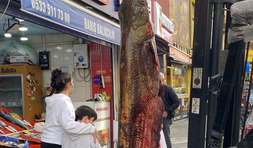 Meriç Nehri’nde yakalanan 3 metrelik yayın, kilosu 450 liradan satışta