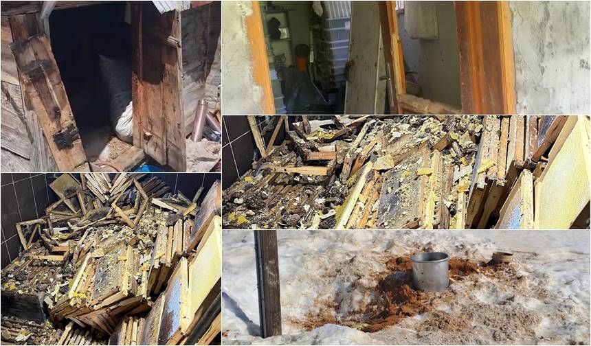 Rize’de Kış Uykusundan Uyanan Ayılar 30 Eve Zarar Verdi