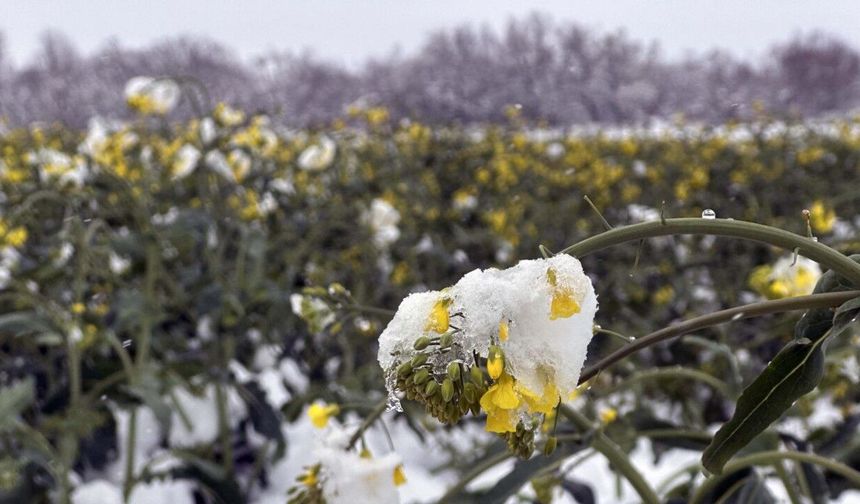 Trakya'nın 'sarı altın çiçeği' kanola, zirai dondan korundu