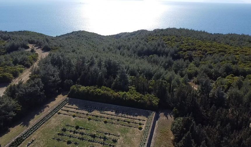 Atatürk'e Çanakkale'de sunulan rapor: Siperler içerisinde ölmediğime teessüf ediyorum kumandanım
