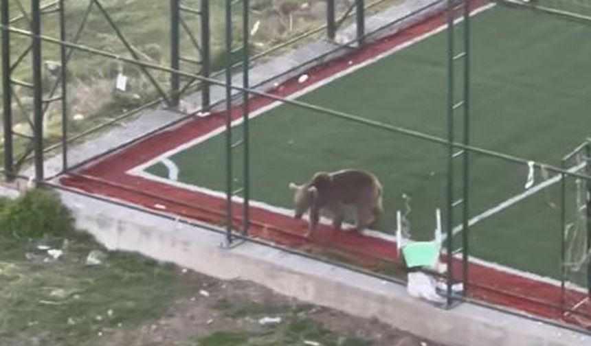 Köpeklerle dalaşıp, halı sahaya giren ayı kamerada