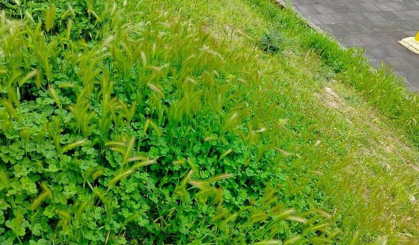 Parkta alkol alanların geride bıraktıkları şişedeki içkiyi su zannederek içen çocuk hastanelik oldu