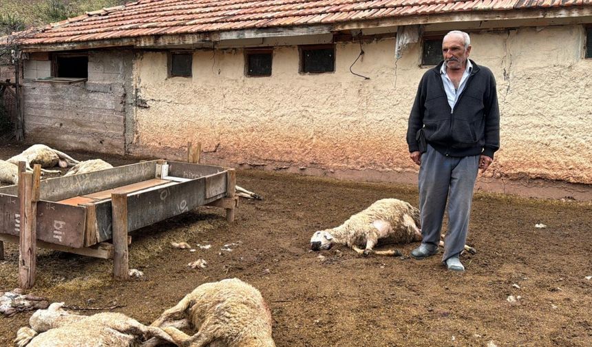 Ağıla giren kurtlar 18 koyunu öldürdü