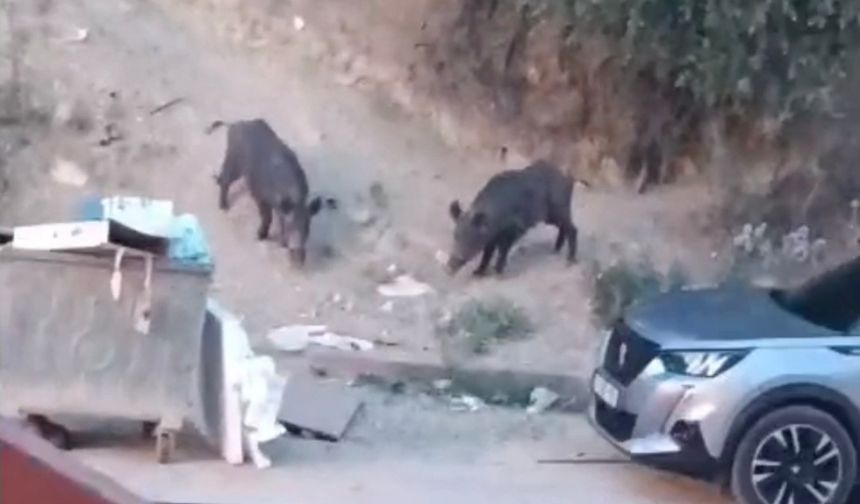 Hatay'da aç kalan yaban domuzları yerleşim alanına indi; o anlar kamerada
