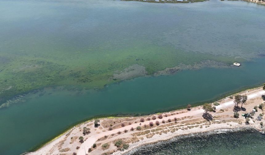 İzmir'de lagünü deniz yosunları kapladı
