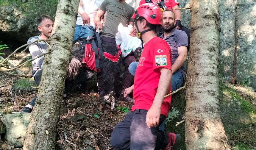 Keçi inadı, Şanslı’yı hayatta tuttu; kurbanlığını kesmeye kıyamadı