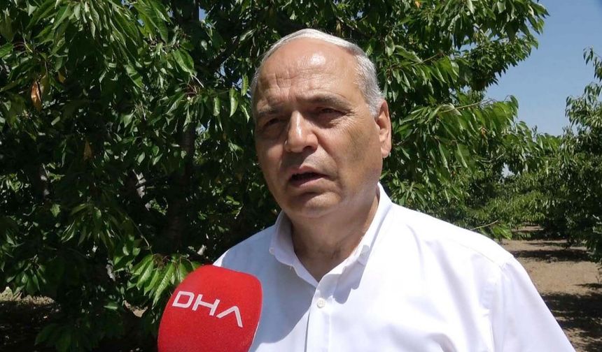 Kirazdaki rekolte kaybı vişnede de bekleniyor