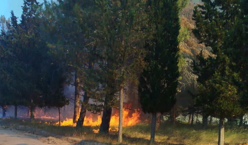 Edirne'de çıkan orman yangını söndürüldü
