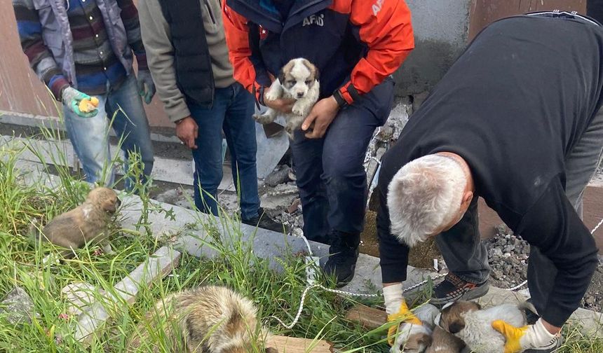 Havalandırma boşluğunda mahsur kalan yavru köpekleri AFAD ekibi kurtardı