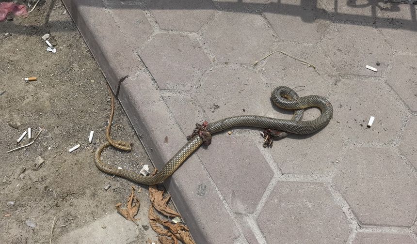 Öldürdüğü bacağını ısıran yılan ile hastaneye gitti