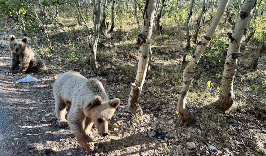 Nemrut'ta beslediği ayının saldırısından son anda kurtuldu