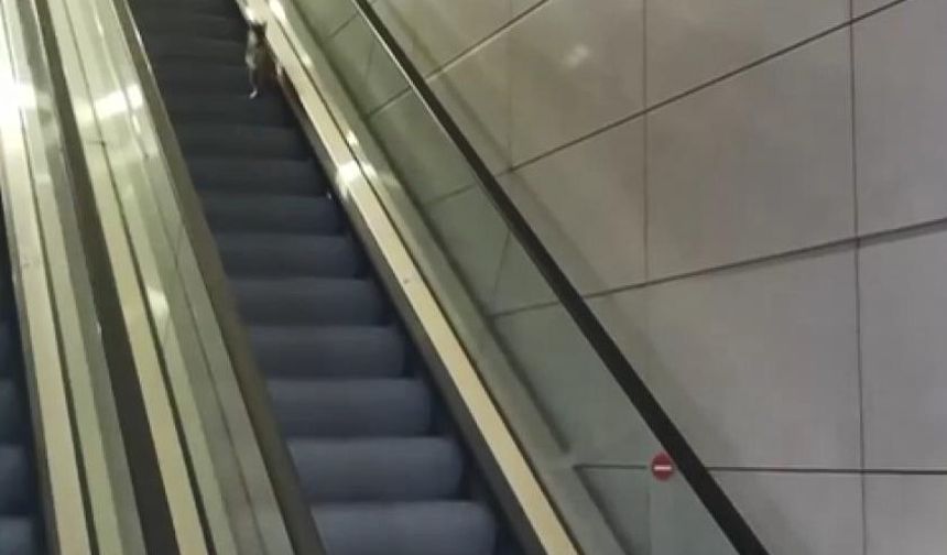 İstanbul - Havalimanında kedinin yürüyen merdivenle imtihanı