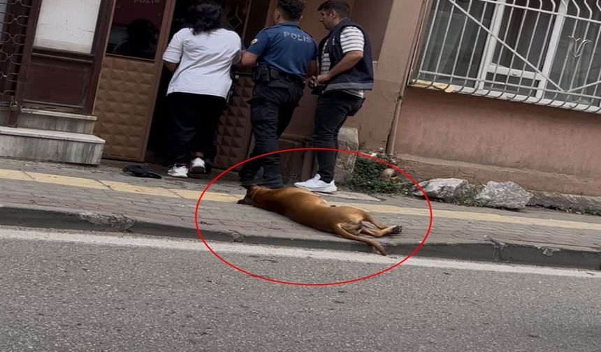 Kavga ihbarına gelen polislerden birini köpeğine ısırtan, diğerini de kendisi ısıran şüpheli tutuklandı