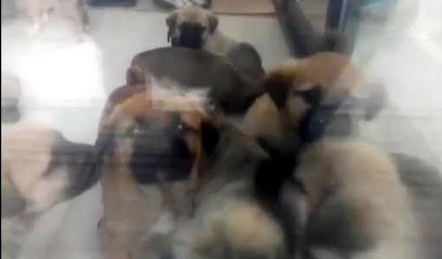 Sahiplendiği köpekleri öldürmekten yargılanan doktorun tahliye talebi reddedildi