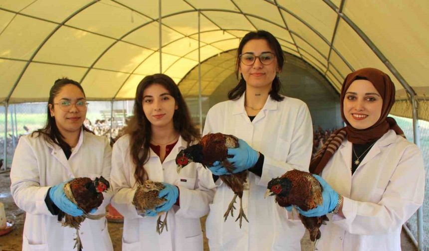 Amasya’da üniversiteliler sülün yetiştiriyor